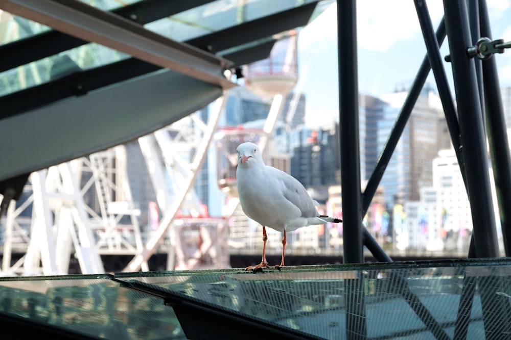 a seagull is standing on the edge of a building