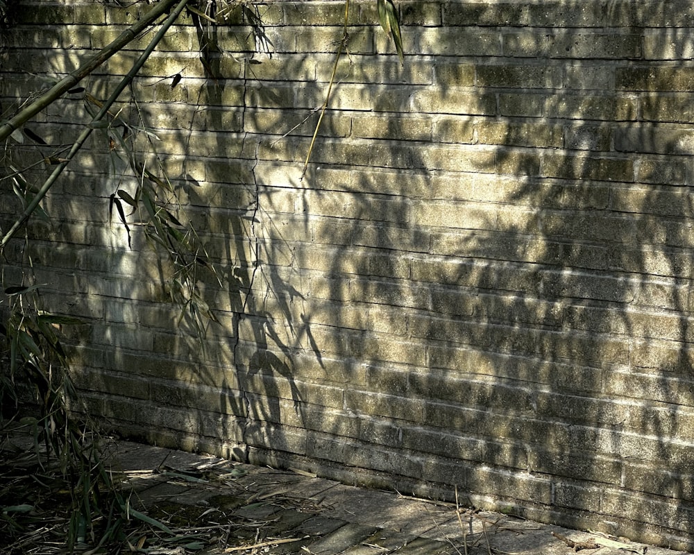 the shadow of a tree on a brick wall