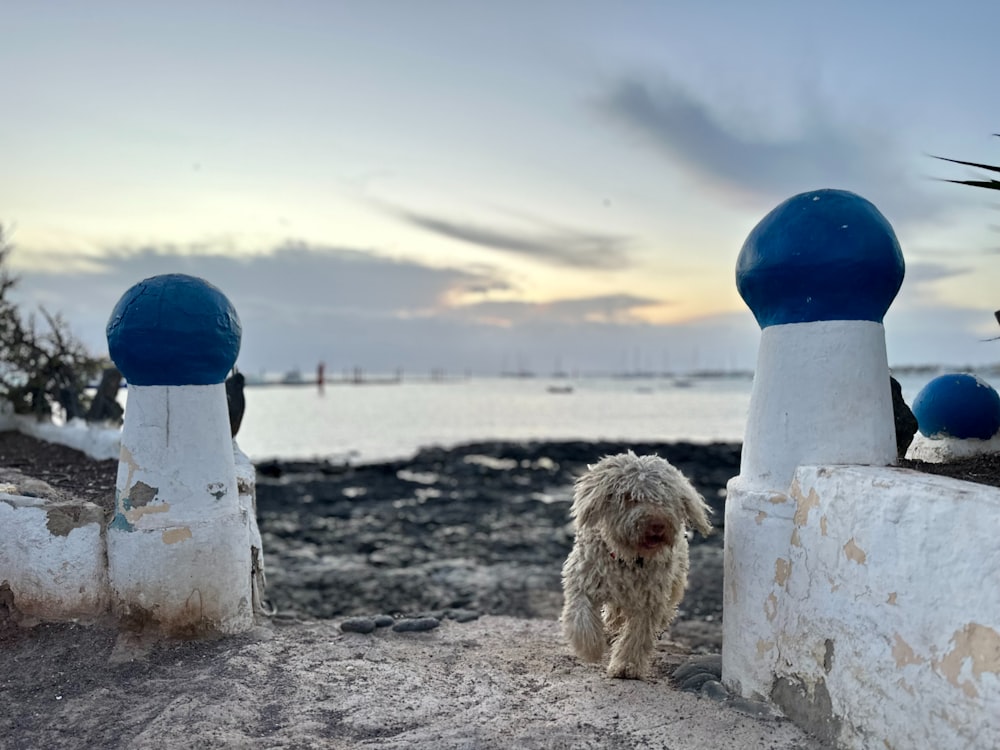 un petit chien debout sur une plage à côté d’un plan d’eau