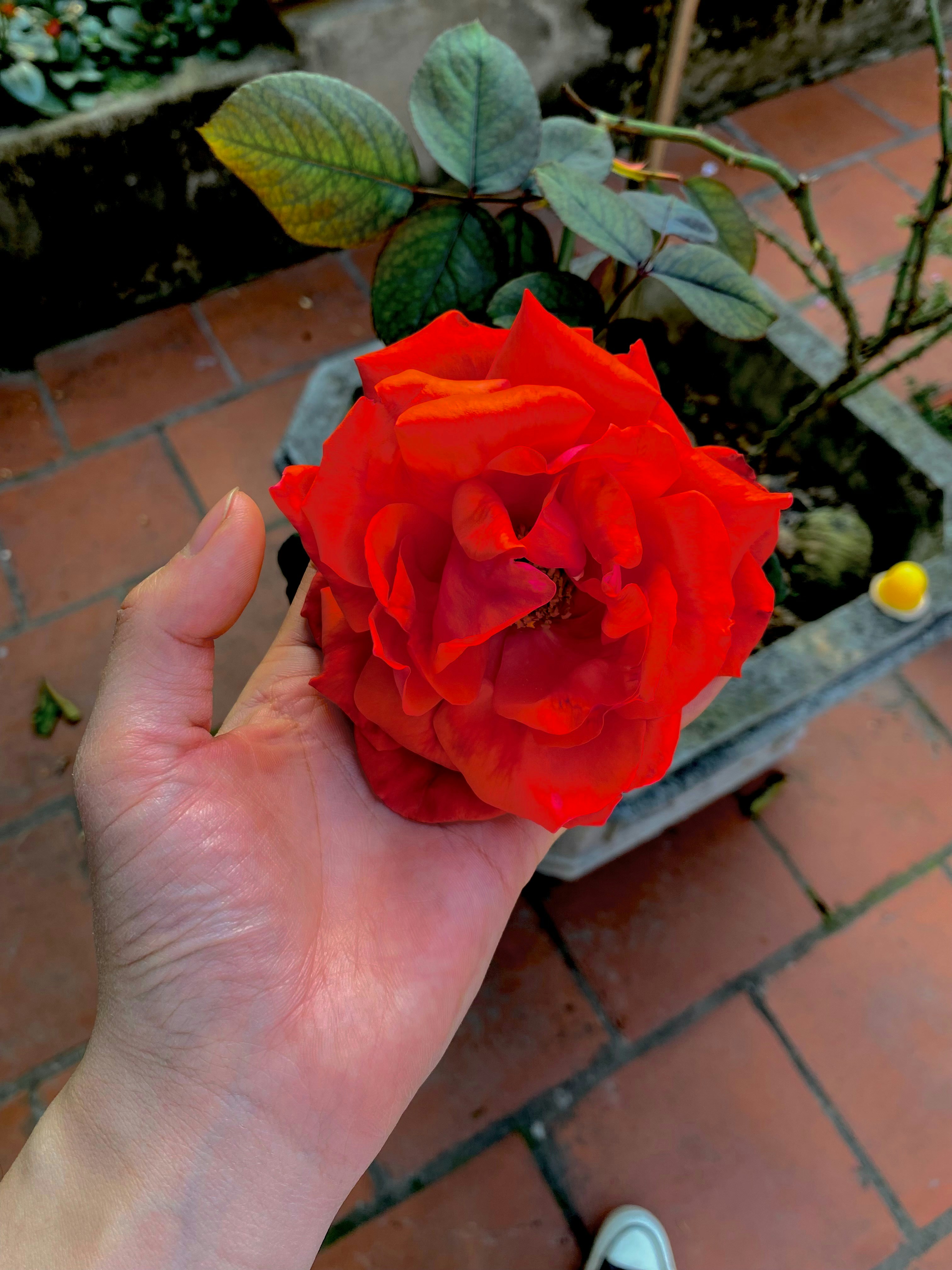 a person holding a red rose in their hand