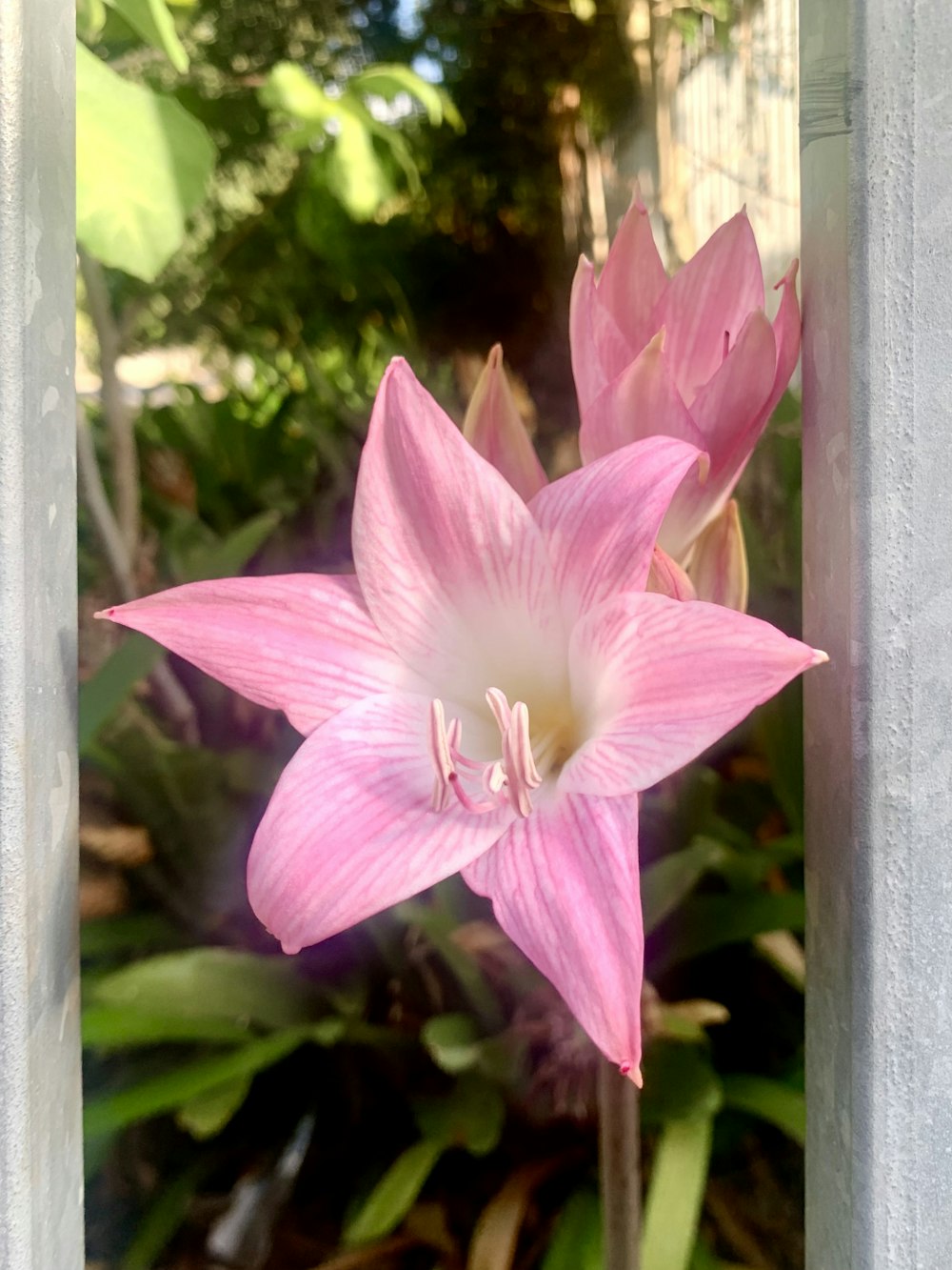 a pink flower with a white center in a garden