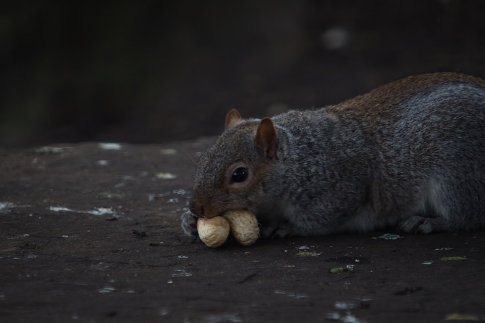 a squirrel eating a piece of food on the ground