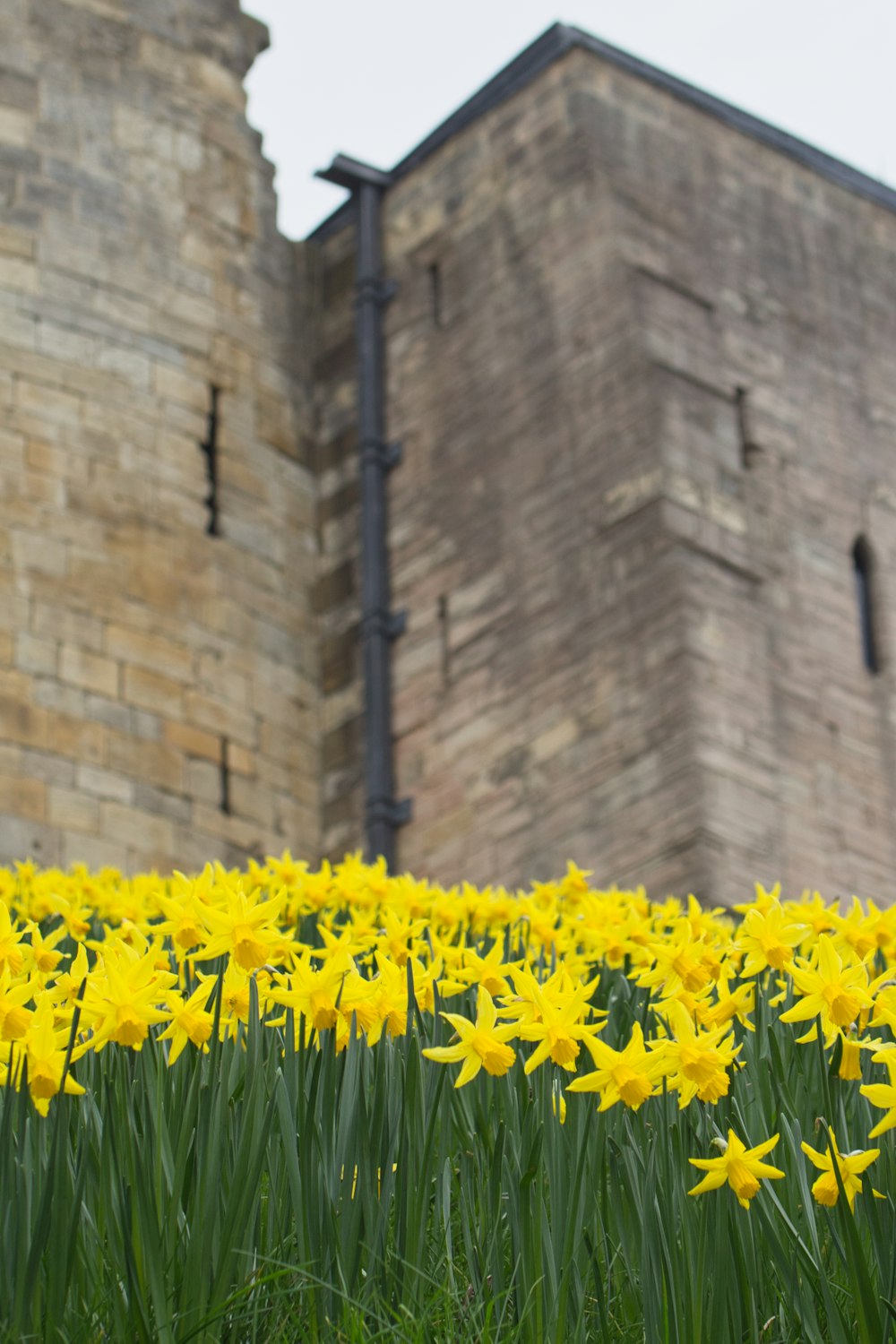 a field of yellow flowers in front of a brick building