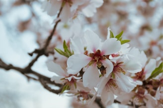 a close up of a flower on a tree