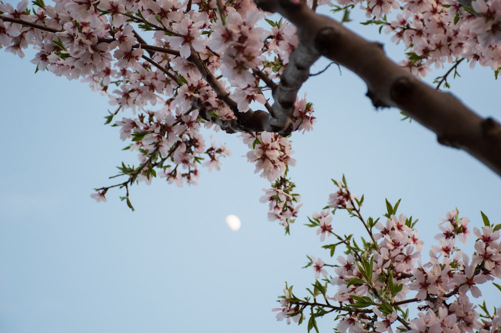 a branch of a cherry blossom tree with the moon in the background