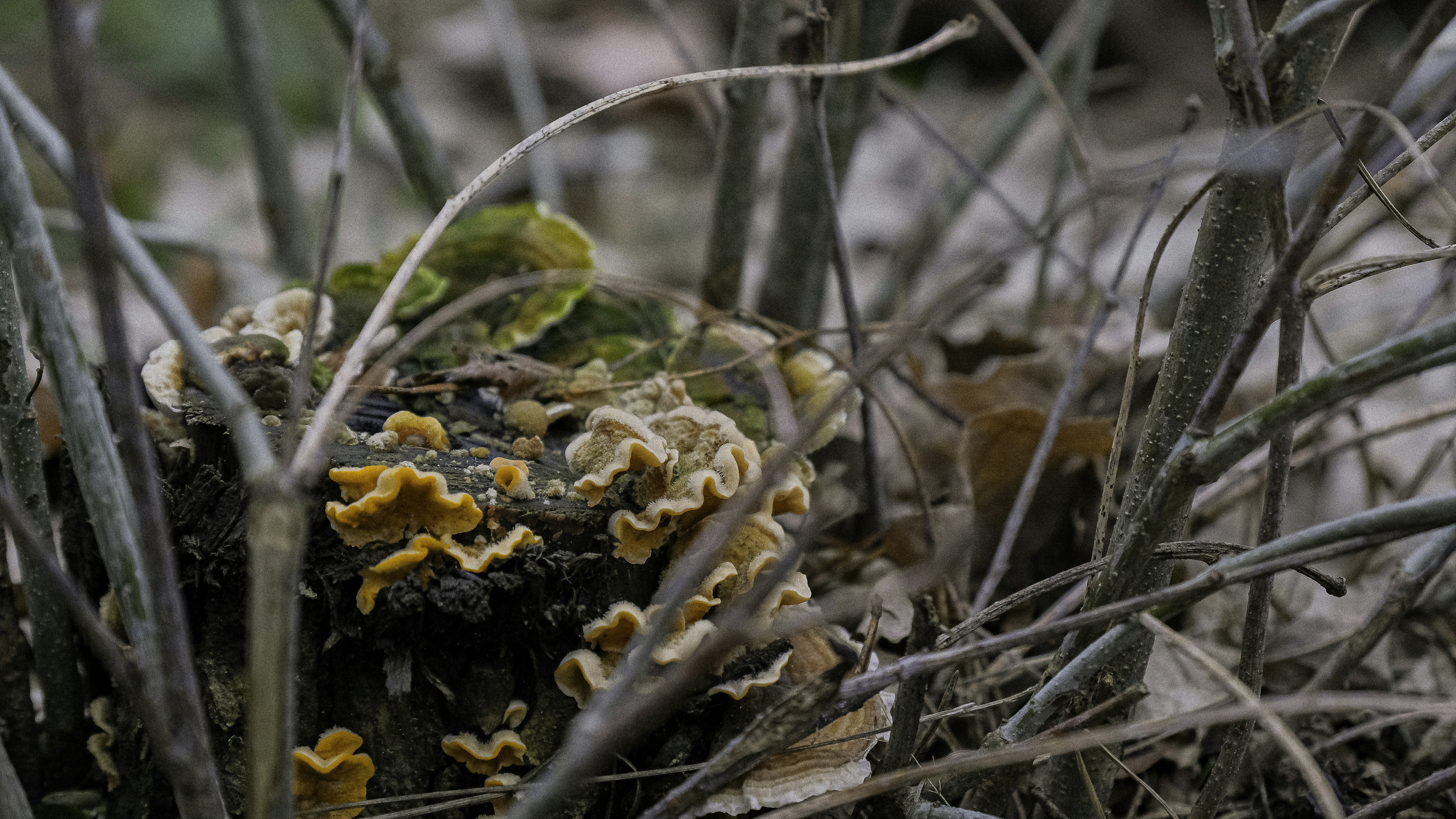 un gruppo di funghi che crescono su un ceppo d'albero