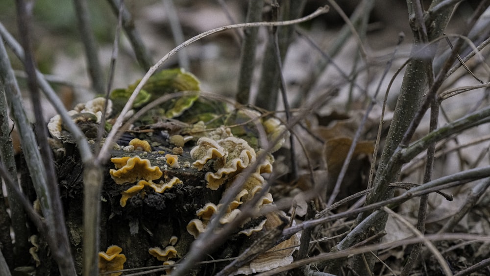 a group of mushrooms growing on a tree stump