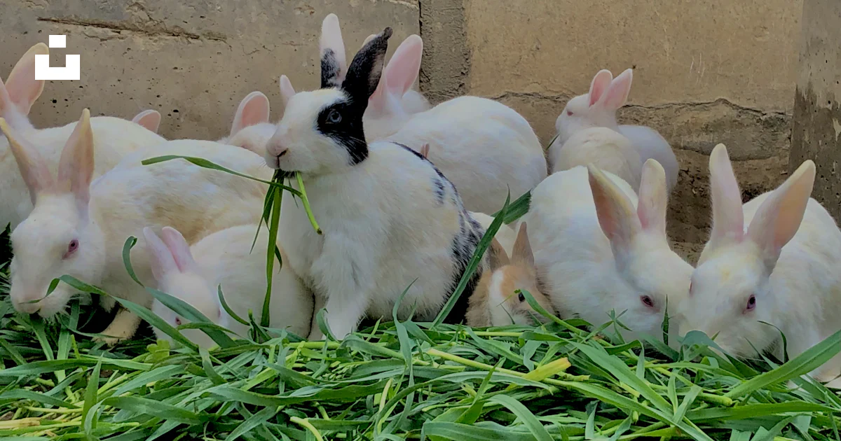 Un Rabbit A group of rabbits eating grass next to a building photo – Free Rabbit ...
