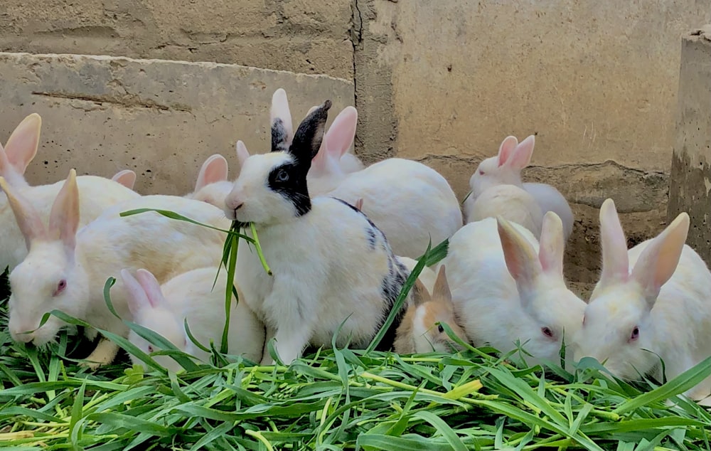a group of rabbits eating grass next to a building