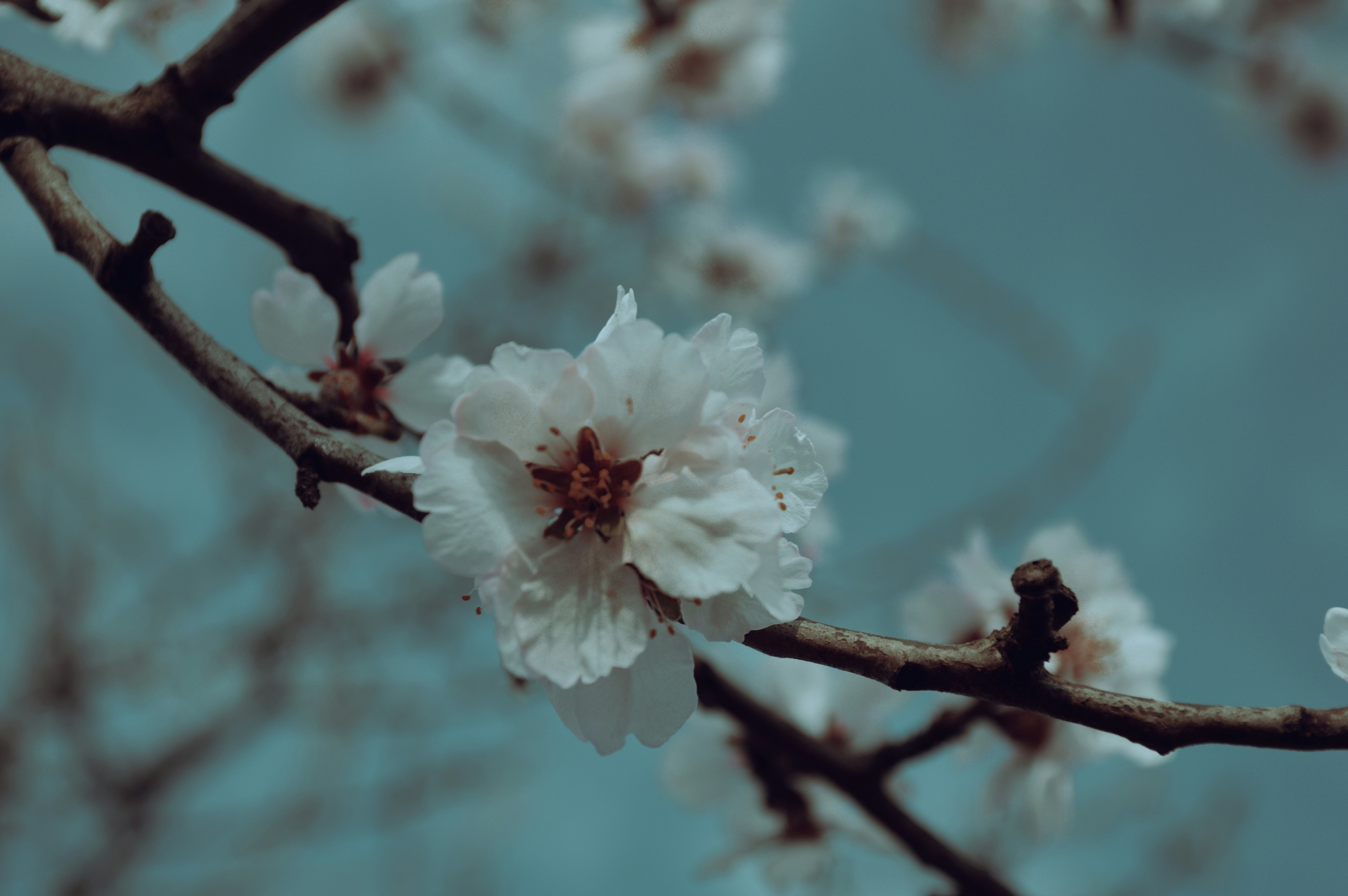 a close up of a flower on a tree branch