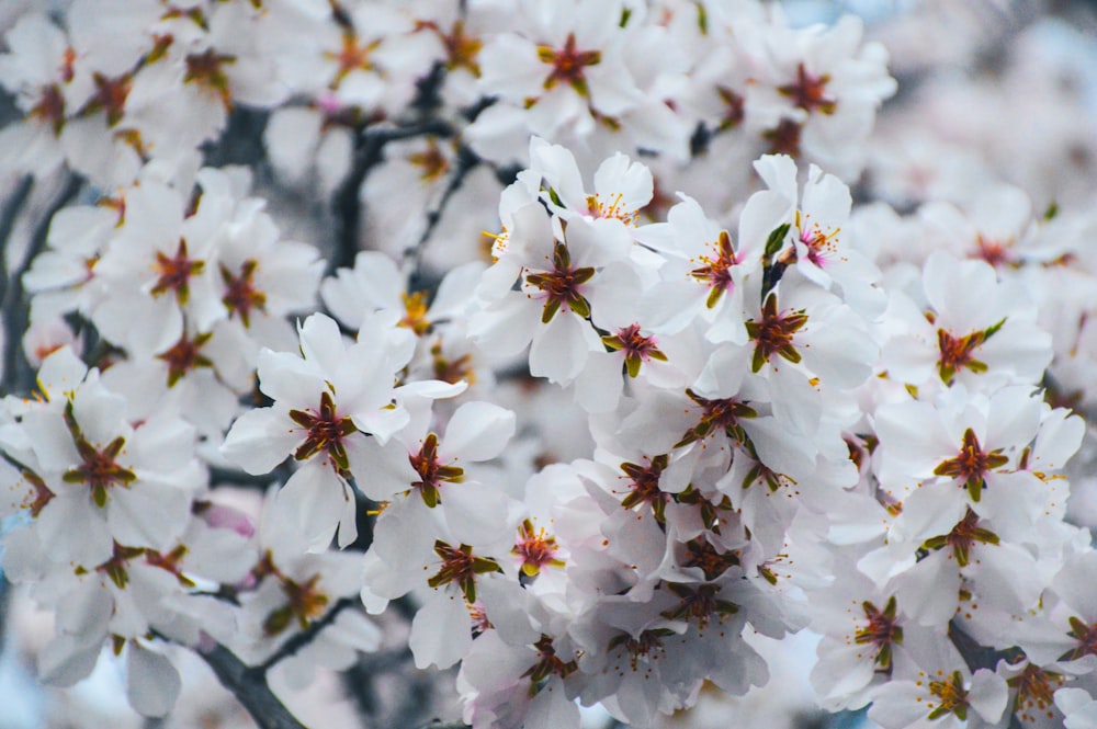 a bunch of white flowers on a tree