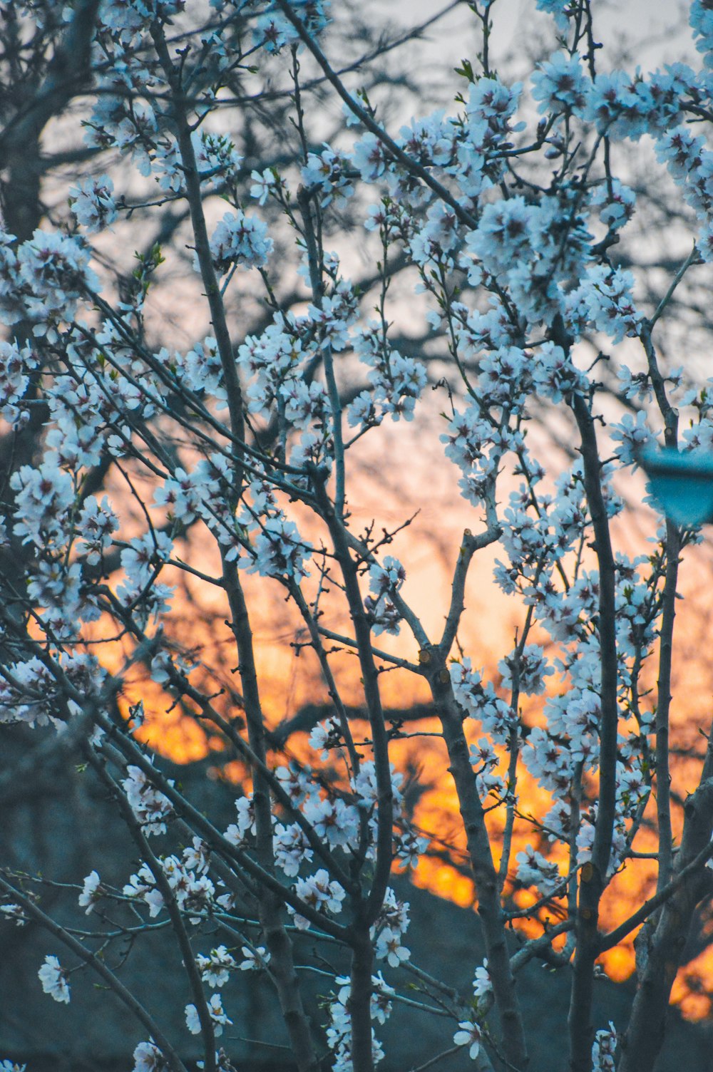 uma árvore com flores brancas em frente a um pôr do sol