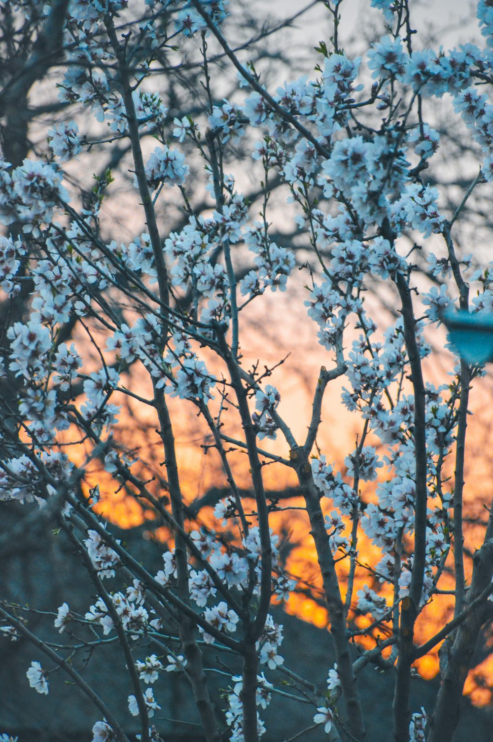 a tree with white flowers in front of a sunset