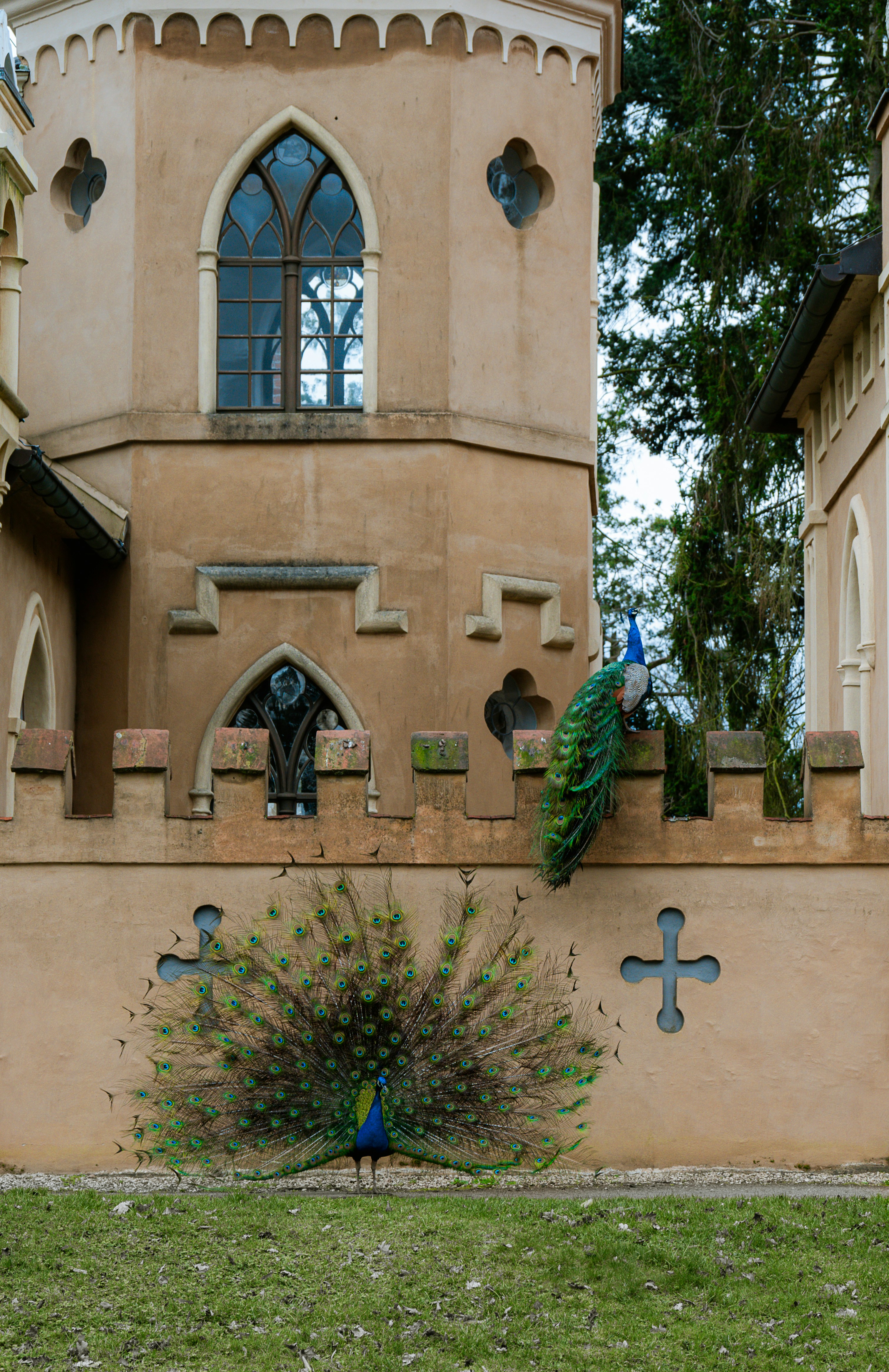 Un pavo real está parado frente a un edificio