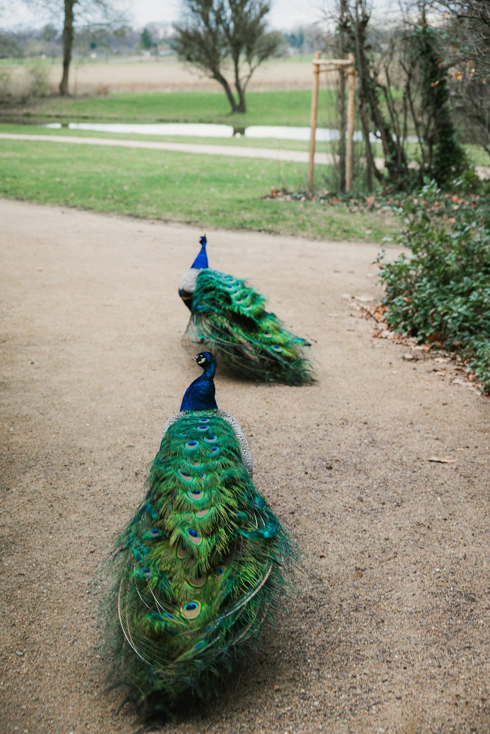 a couple of peacocks that are standing in the dirt