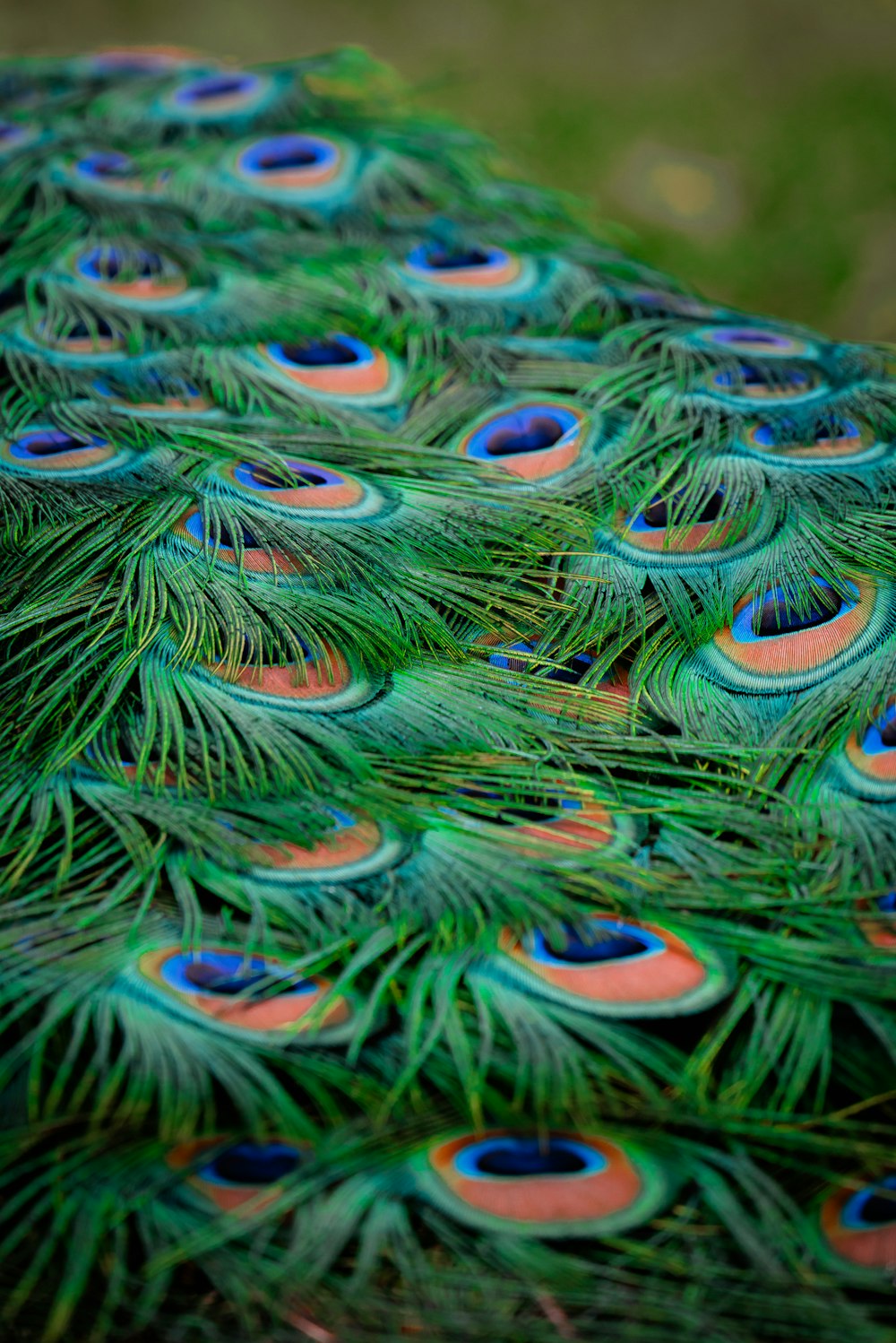 a close up of a peacock's tail feathers