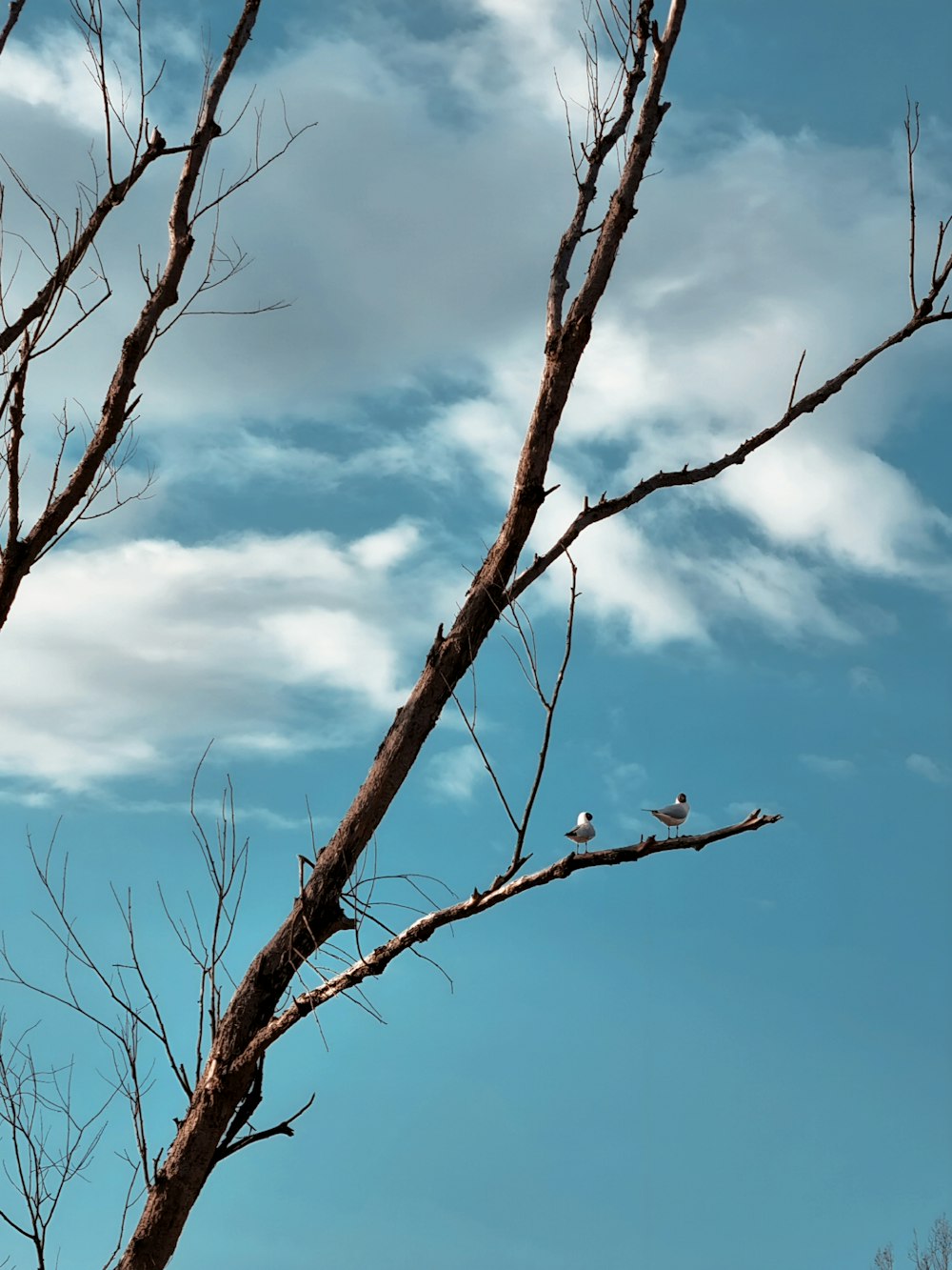 two birds sitting on a bare tree branch