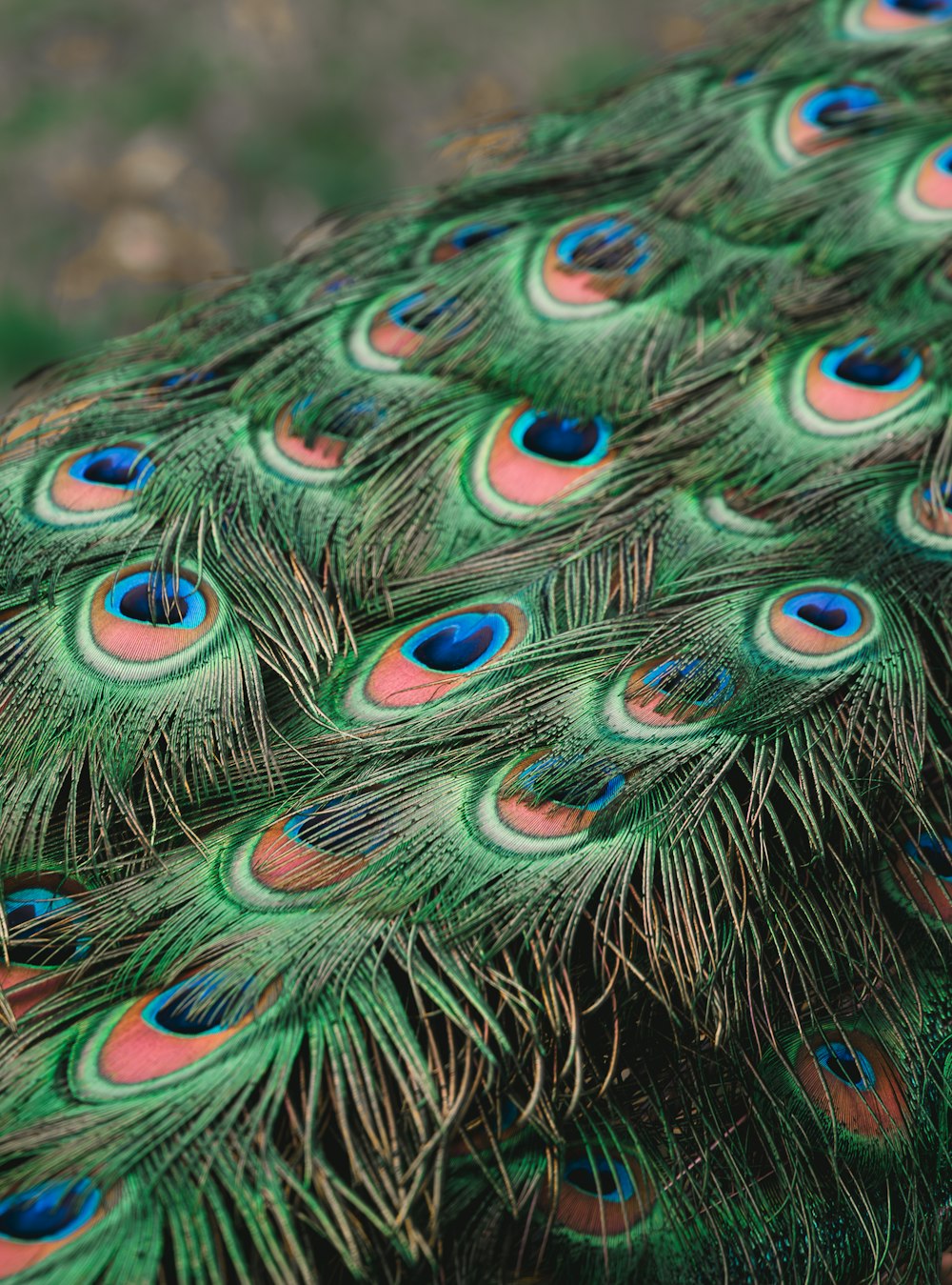 a close up view of a peacock's feathers