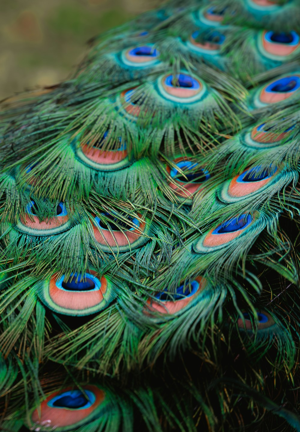 a close up view of a peacock's feathers