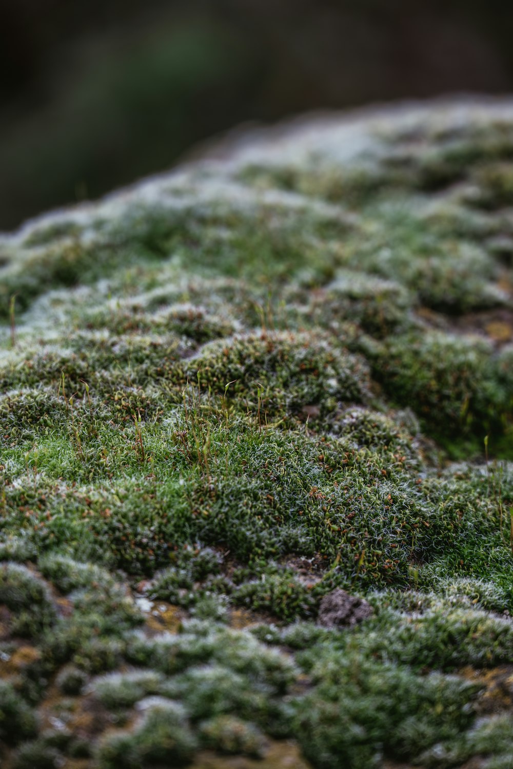 a close up of a moss covered rock