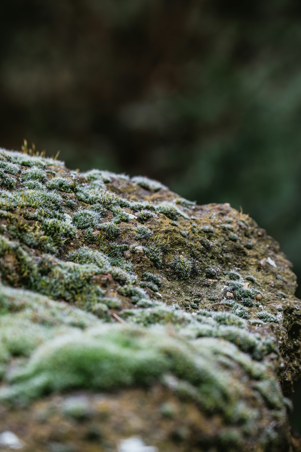 a close up of a moss covered rock