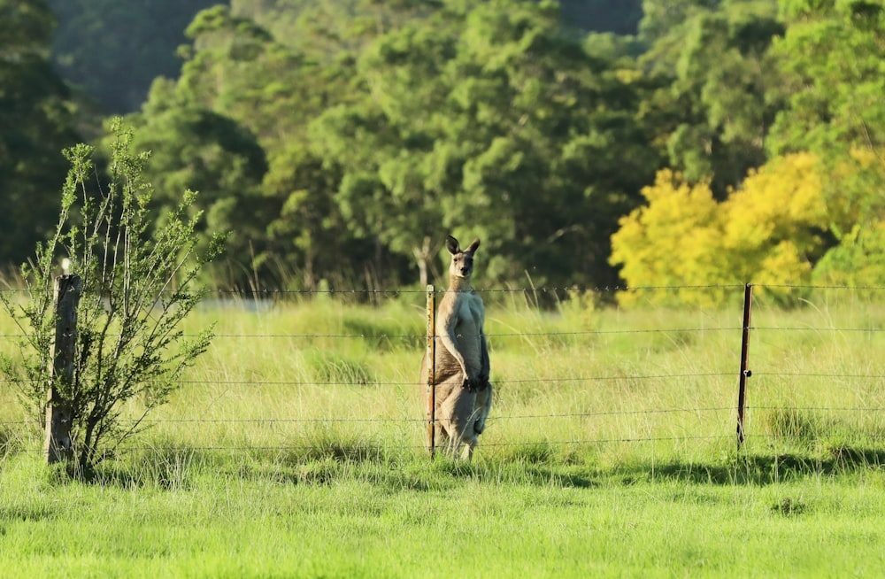 a kangaroo standing in the grass behind a fence