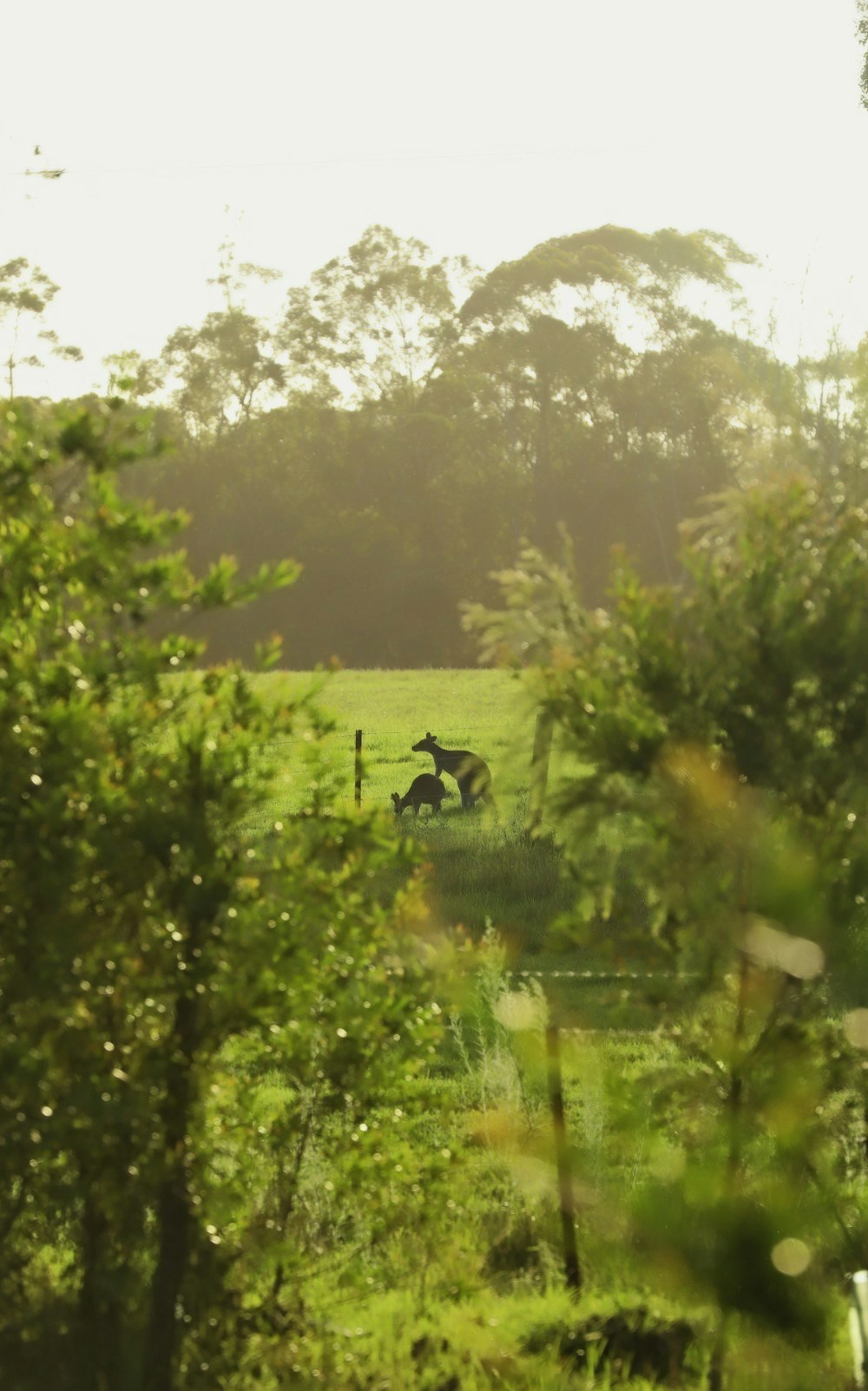 a couple of horses are running in a field