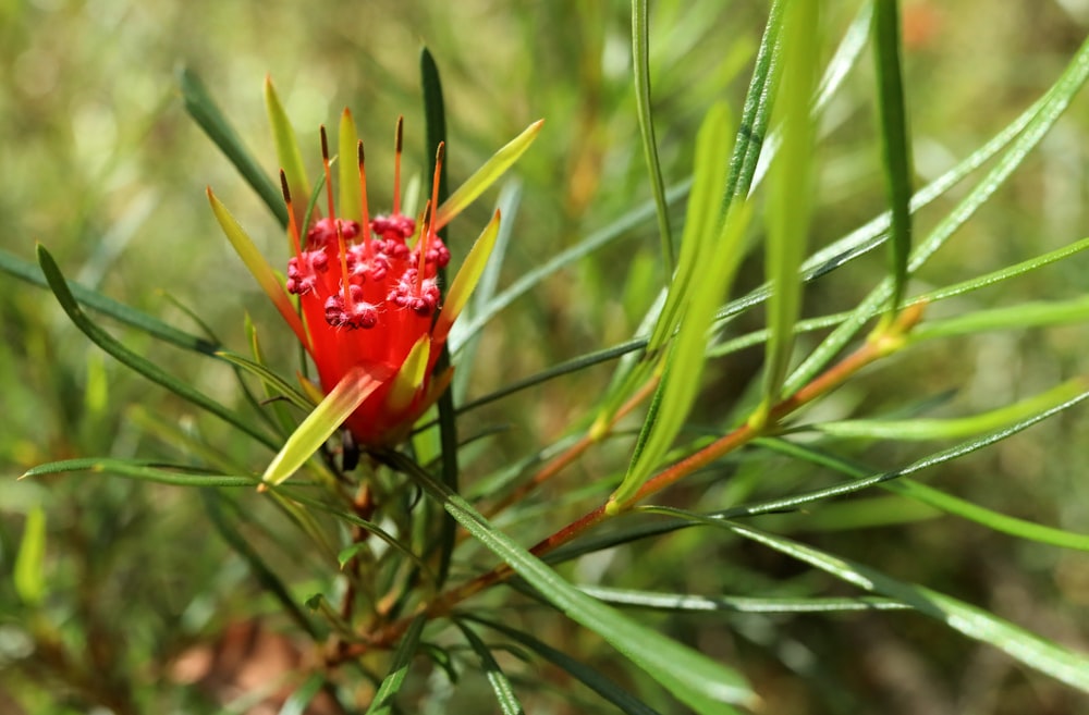 a close up of a red flower on a green plant