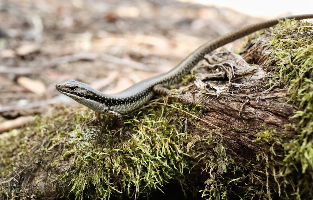 a lizard is sitting on a mossy log