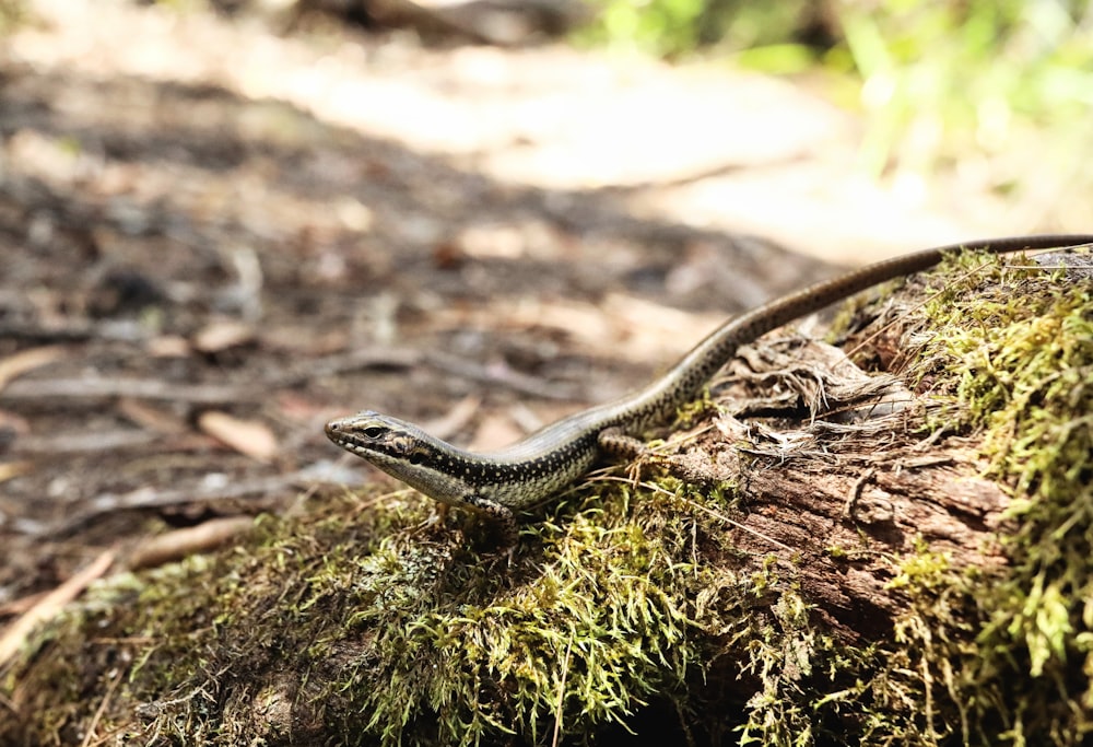 un lézard assis sur une bûche couverte de mousse