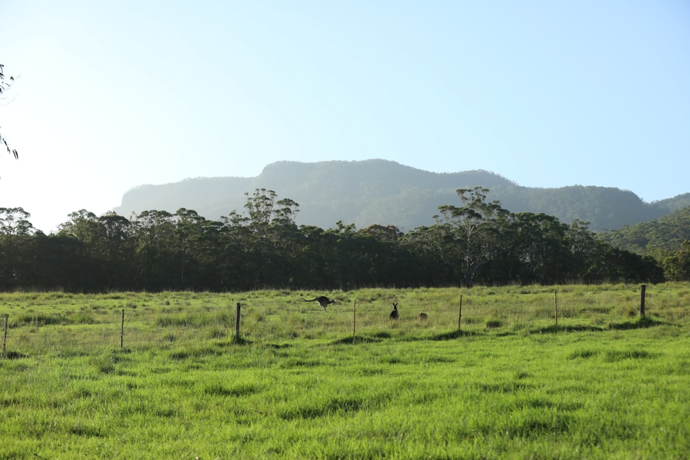 a grassy field with mountains in the background