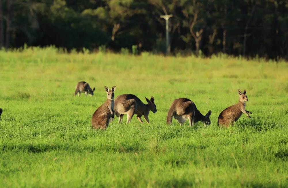 a herd of deer standing on top of a lush green field