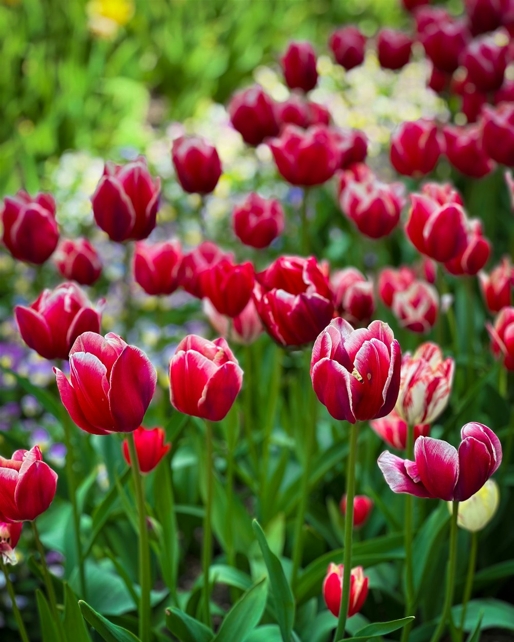 a bunch of red and white flowers in a garden