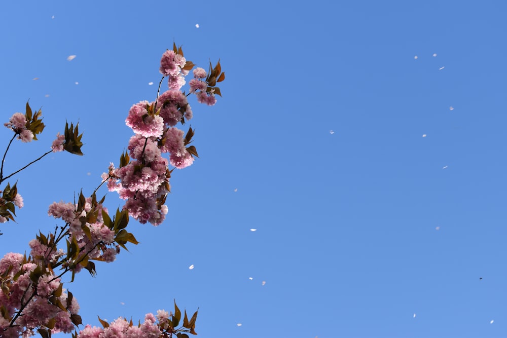a tree branch with pink flowers and a blue sky in the background