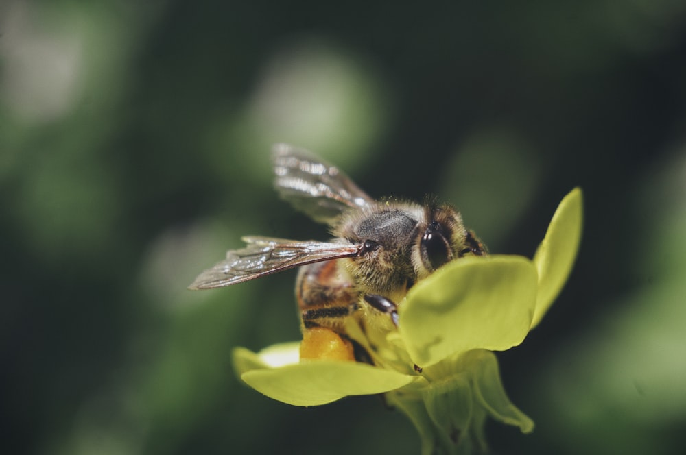 a bee sitting on top of a yellow flower