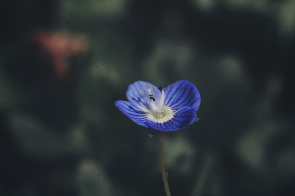 a blue flower with a white center in a field