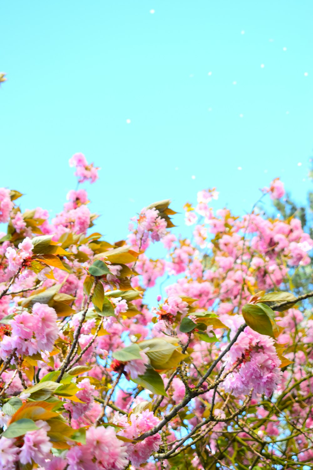 a tree filled with lots of pink flowers