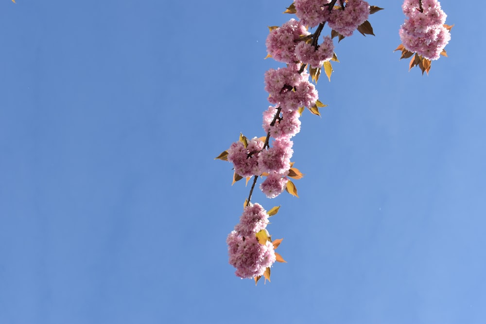 una rama de un cerezo en flor con el cielo azul en el fondo