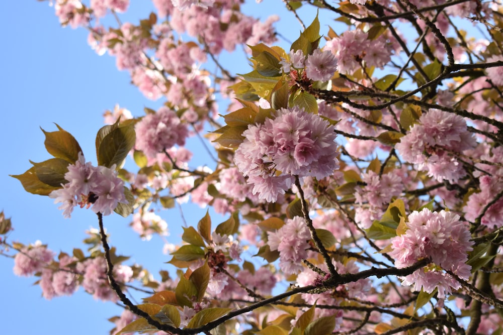 a tree with lots of pink flowers on it