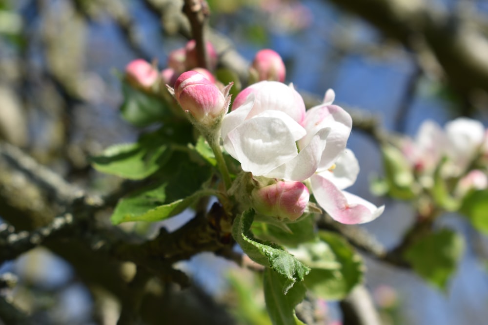 a close up of a flower on a tree branch