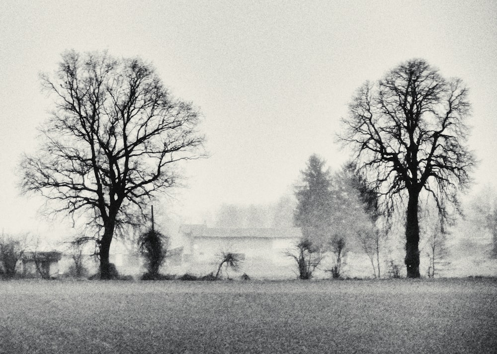 a black and white photo of trees in a field