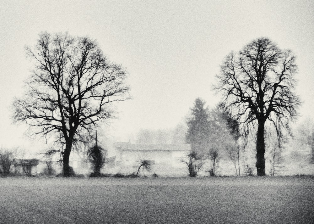 Ein Schwarz-Weiß-Foto von Bäumen auf einem Feld