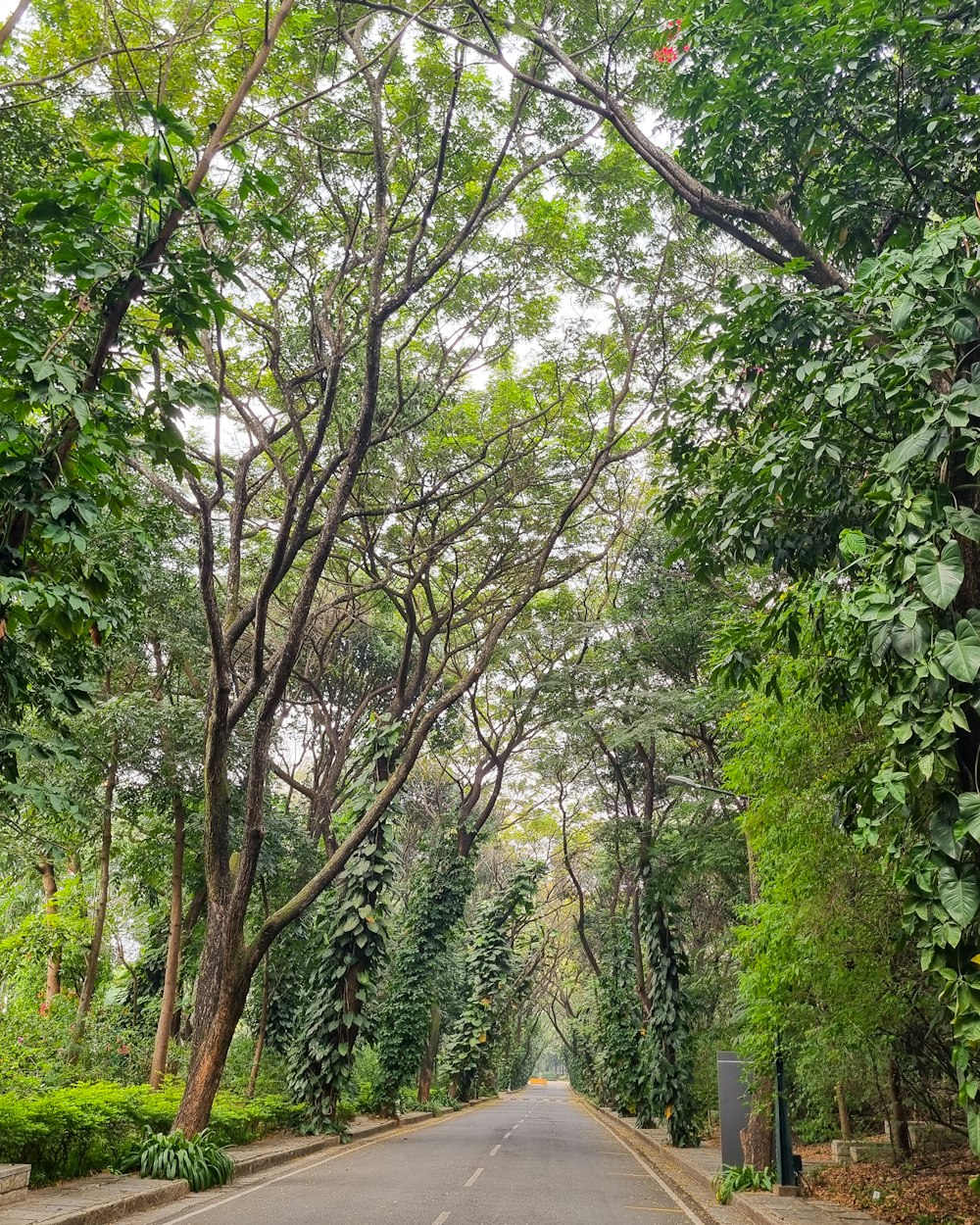 an empty street lined with trees and bushes