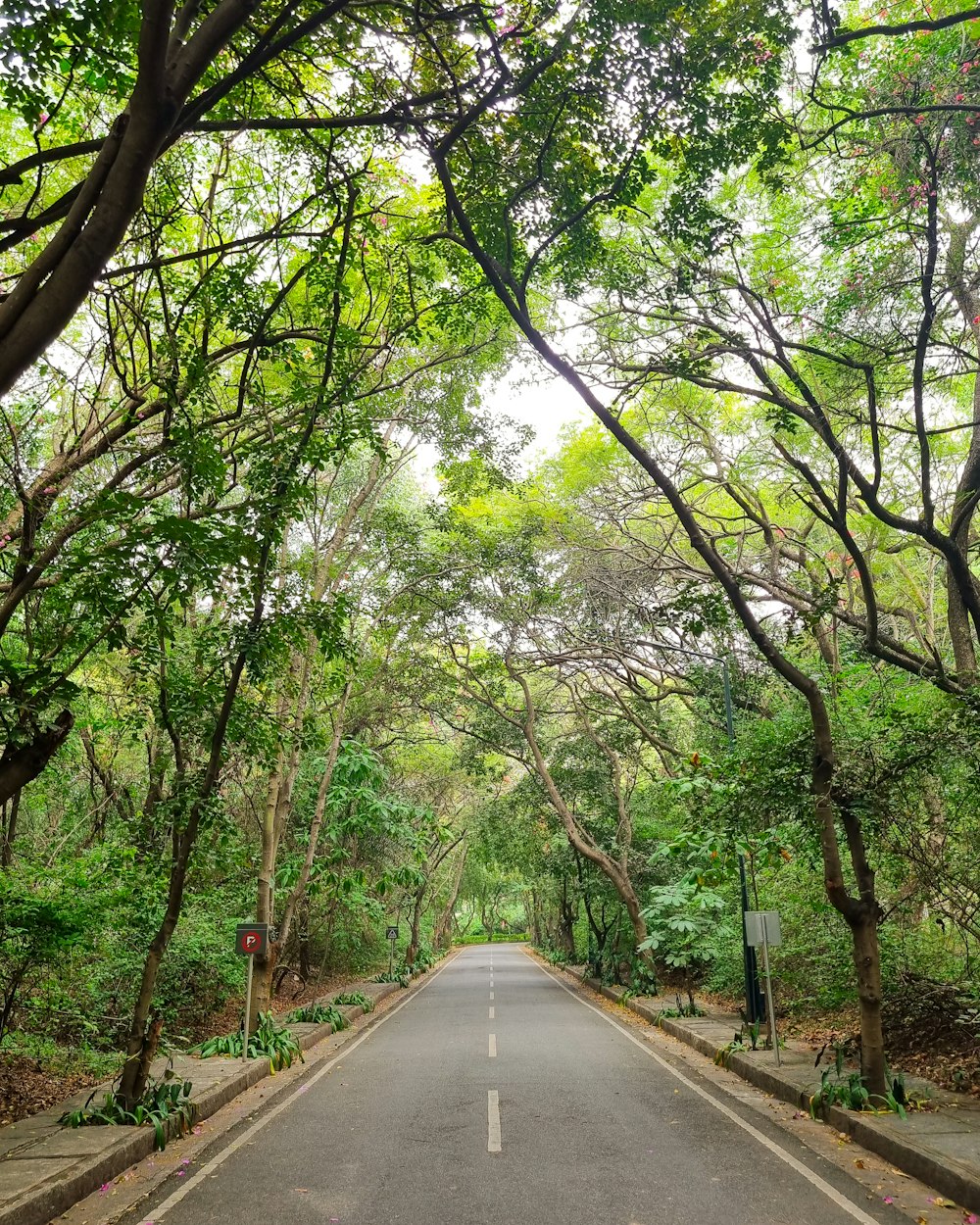 an empty road surrounded by trees and greenery