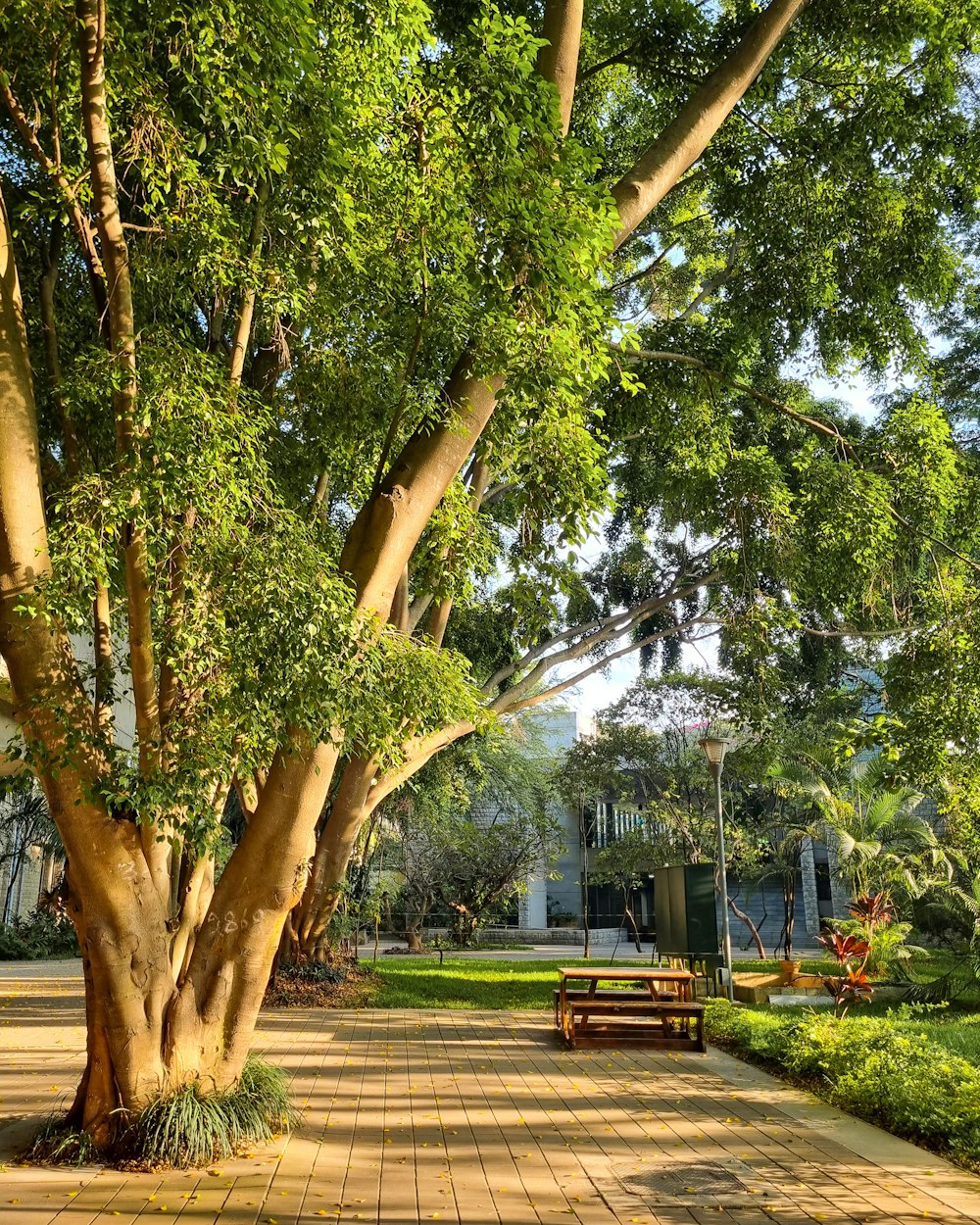 a park area with a bench and trees