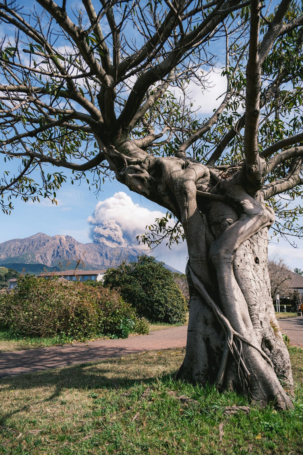 a tree with a mountain in the background