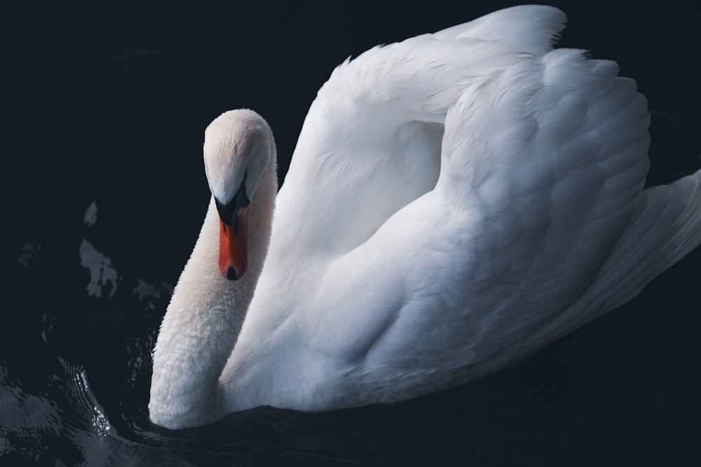 a large white swan floating on top of a body of water