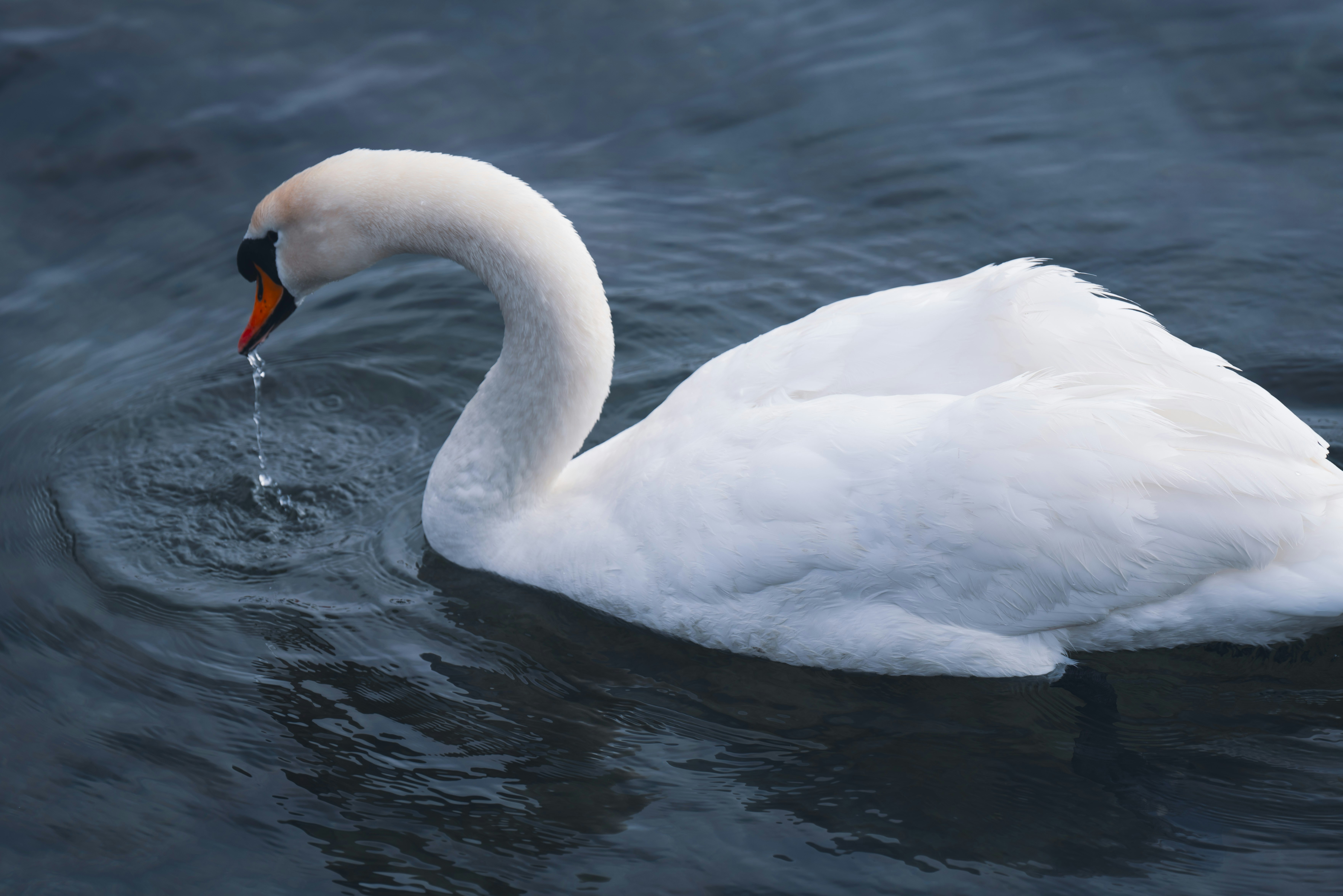 Grow Your Wealth with Swan’s Smart Strategies