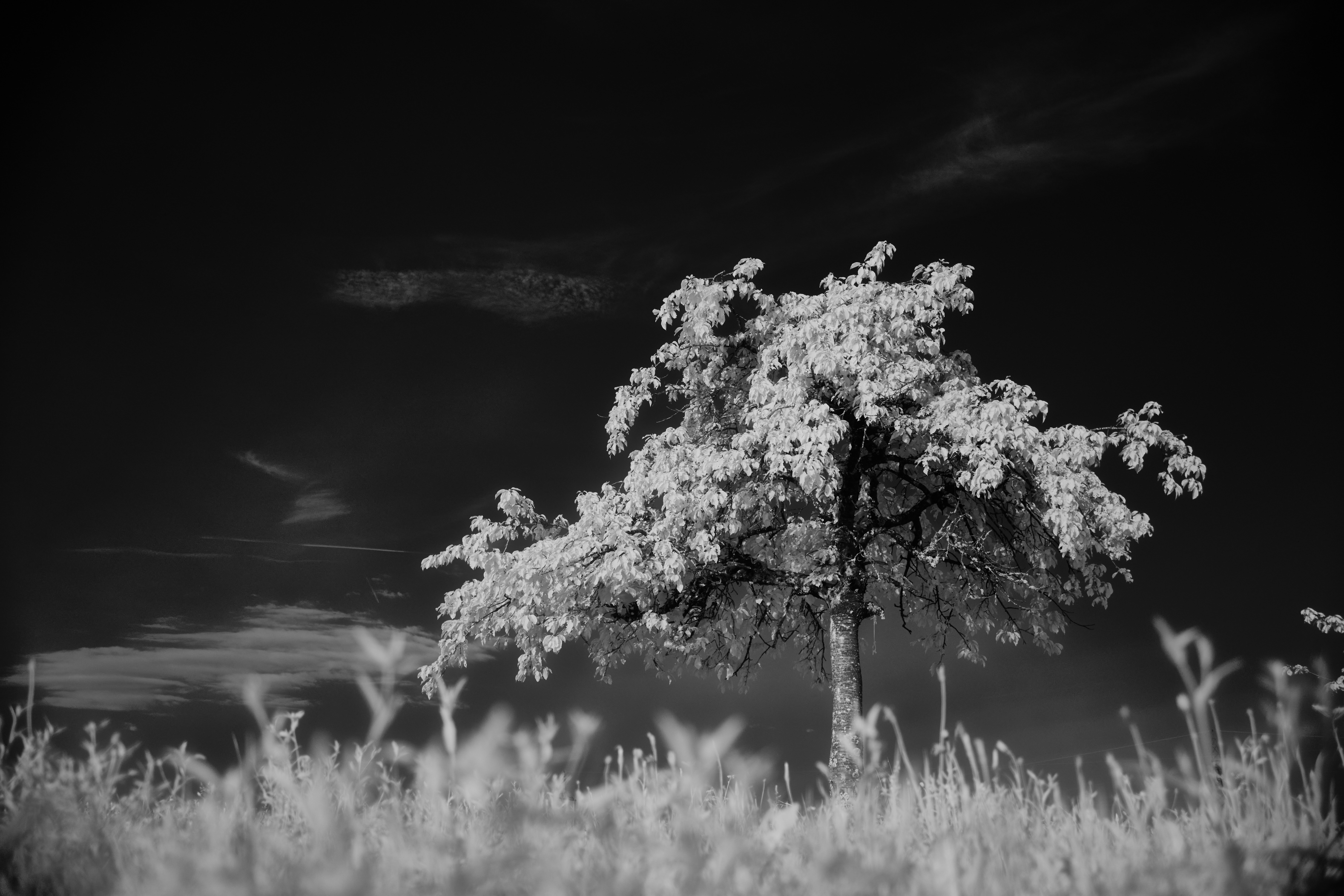 Photo by wolfgang_hasselmann