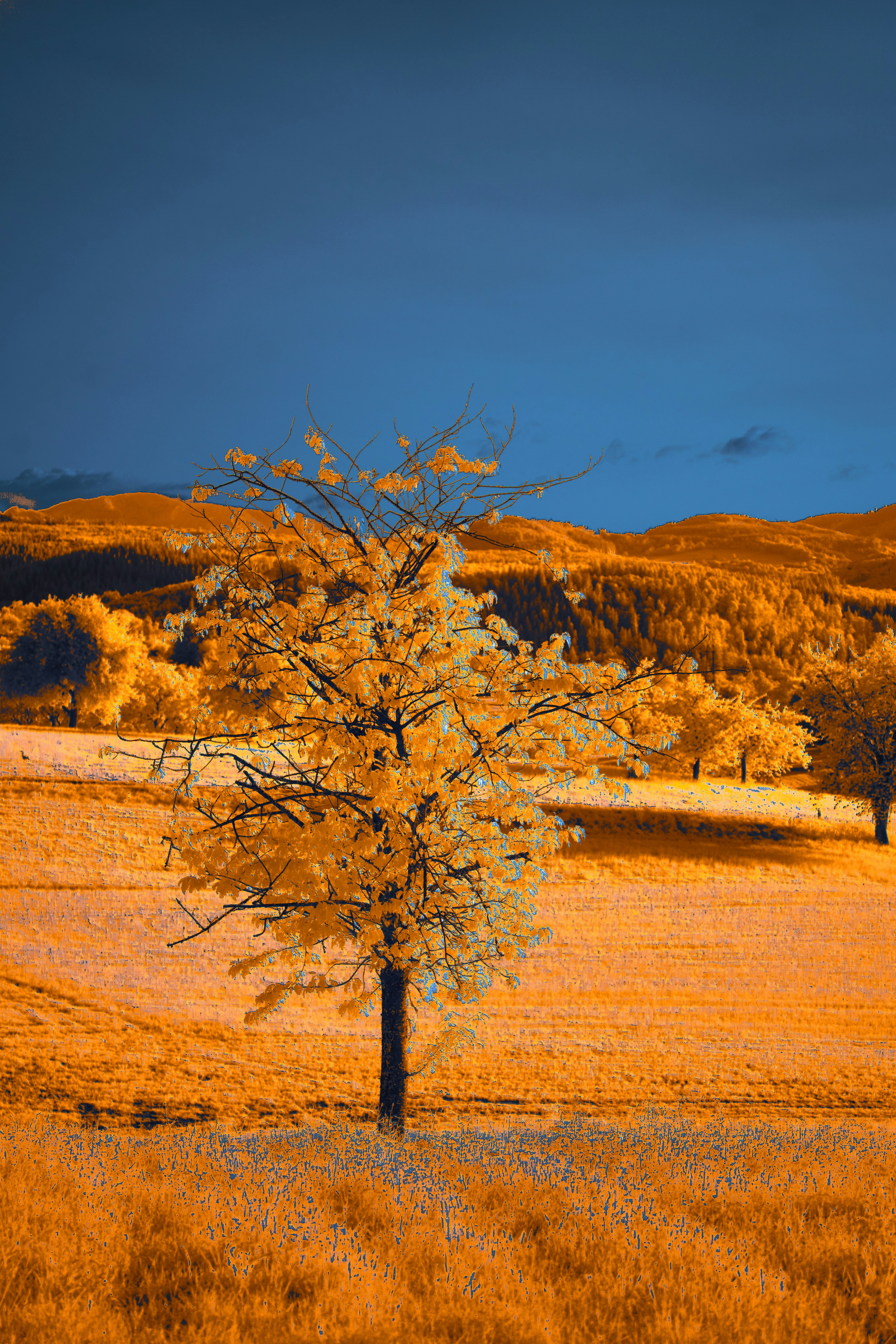 Photo by wolfgang_hasselmann